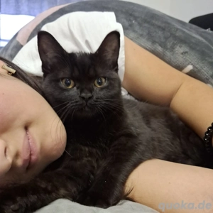 Sehr anhängliche, gesunde und aktive Kätzchen suchen ein gutes Zuhause!