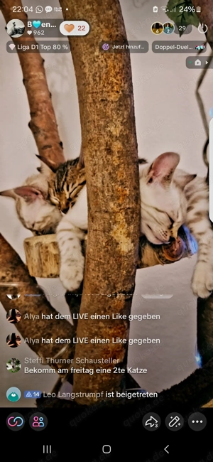 Bezaubernde Bengalkitten in Snow und Brown mit Stammbaum 