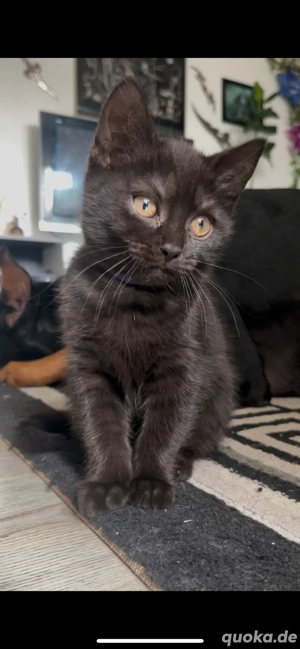 Traumhaftes BKH-Kitten sucht liebevolles Zuhause