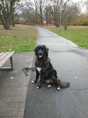 Hund sucht neus Glück 