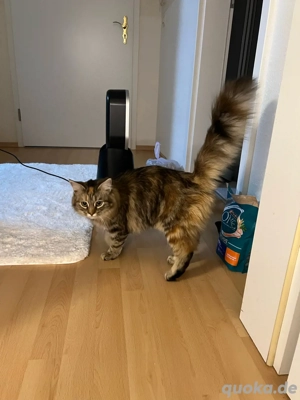 2 liebevolle hauskatzen