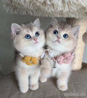 Britisch Kurzhaar-Kätzchen 