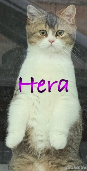 zwei wunderschöne Reinrassige BKH Kitten in seltenen Farben