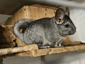 Zwei Chinchilla Weibchen abzugeben