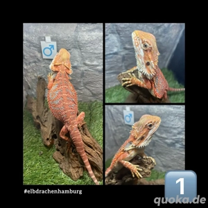 3 stück 2.1. High Red Monster Blue line Bartagamen (pogona vitticeps) NZ April 2025