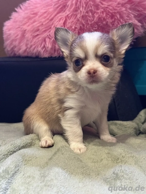 Chihuahua Welpen mit Ahnentafel 