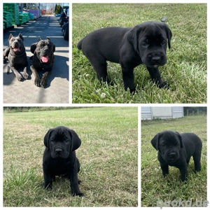 Cane Corso Welpen zur Adoption 