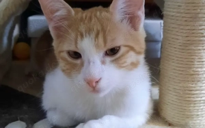 Maui sucht seine Familie