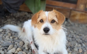 Dreibeinchen Lilly sucht ein Zuhause