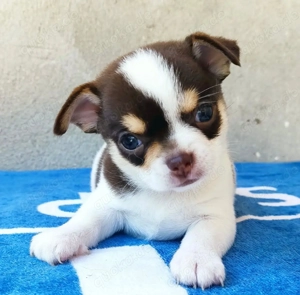 Healthy mini Chihuahua Welpen 