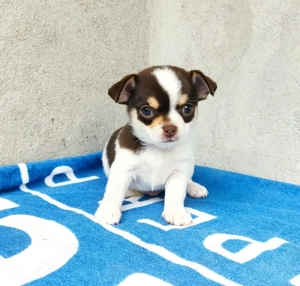 Premium mini Chihuahua Welpen 
