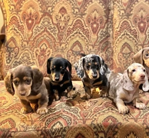 Iijdhhhhd Healthy mini Dackel Welpen 