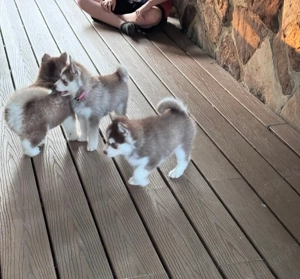 Nvxchsg Mini Pomsky Welpen (F1)