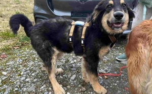 Wonneproppen Mustang ist bereit für seine Zweibeiner