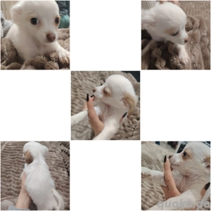 Chihuahua Jack Russell Mix 