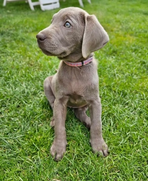 Healthy Labrador Welpen (5)