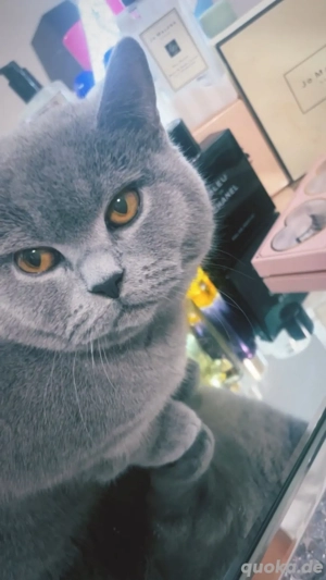 BKH Deckkater reinrassig kein Verkauf !!!!! Bild 2