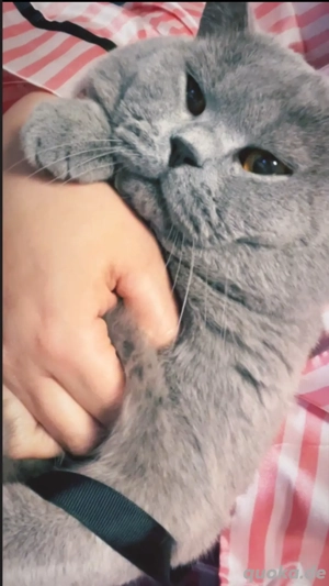 BKH Deckkater reinrassig kein Verkauf !!!!!