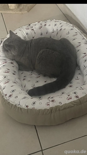 BKH Deckkater reinrassig kein Verkauf !!!!! Bild 3