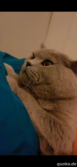 BKH Deckkater reinrassig kein Verkauf !!!!! Bild 6