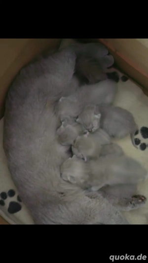 BKH Deckkater reinrassig kein Verkauf !!!!! Bild 4