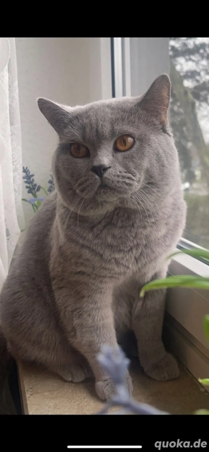 BKH Deckkater reinrassig kein Verkauf !!!!! Bild 7