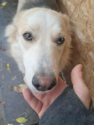 Ronja, sanftes Wesen sucht Menschen mit Herz Bild 5