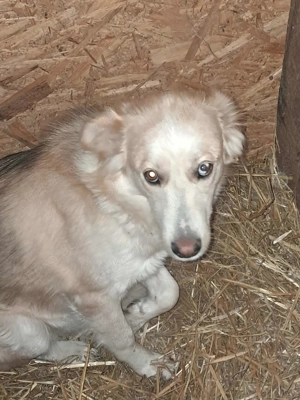 Ronja, sanftes Wesen sucht Menschen mit Herz