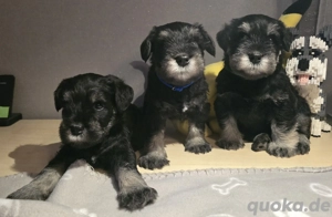 Zwergschnauzer silber&schwartz Rüden 