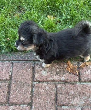    Zauberhafter Chihuahua-Dackel-Havanera-Spitz Mix letzter Welpe abzugeben!   