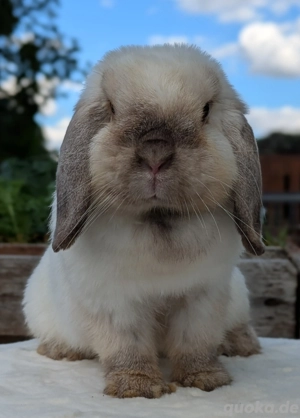 Minilop, Zwergwidder, Kaninchen, Siam, Häsin