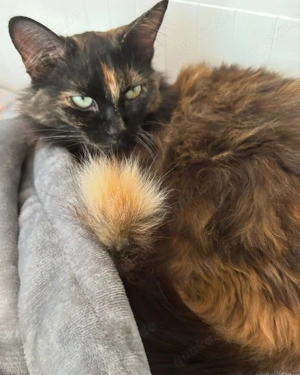 Vermisste Katze im Lauf an der Pegnitz 