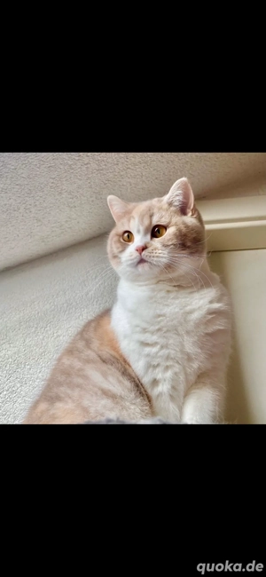 Wunderschöne bkh katze 1,5 Jahre alt 
