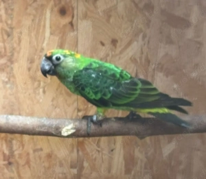 SUCHE grünen Kongopapagei 