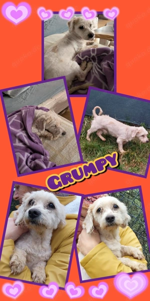sehr kleiner, lieber, verkuschelter Rüde "Grumpy" sucht ein Zuhause - perfekter Hund für Senioren