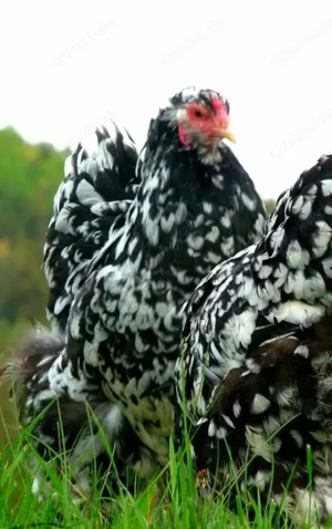 BRUTEIER Brahma schwarzweiß gescheckt mottled grosse Rasse