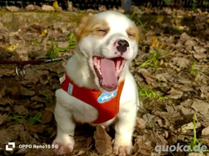 Wonneproppen FEIVEL    unser Herzchen auf vier Pfötchen 
