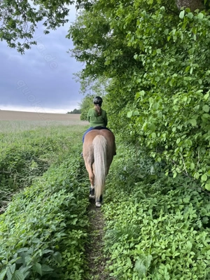 Reitunterricht für Anfänger und Fortgeschrittene auf Reitbeteiligungsbasis Bild 8