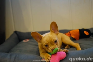 Französische Bulldoggen Welpe Rüde Französisch Bulldog 