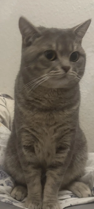 Deckkater BKH 1 Jahre