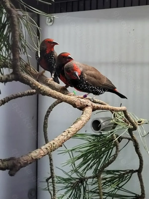 Biete Gemalte Amadinen