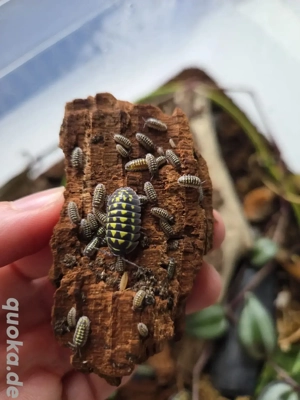 Armadillidium gestroi Asseln Isopod