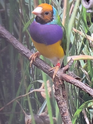 Gebe noch Gouldamadinen ab