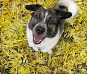 Kalle S 52 cm   kleiner Abenteurer [auf Pflegestelle in 90419 Nürnberg]