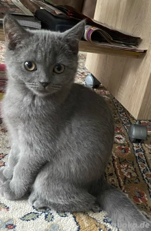 Kizten Briritsch Kurzhaar ab sofort abzugeben