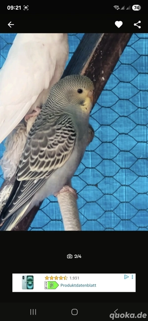 habe hier noch 2 junge  Wellensittiche abzugeben 