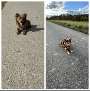 Wurfanzeige Chihuahua 