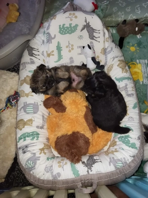 3 PomChi-Babys ab Mitte Dezember auszugsbereit