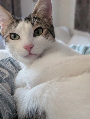 Quirlige junge Kätzin sucht Familie