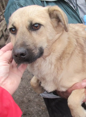 Xena ca. 45 cm   Die Sanfte